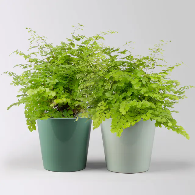 Frauenhaarfarn, in Topf Dallas seegrün & gletscherblau, Topf-Ø 12 cm, 2 Pflanzen