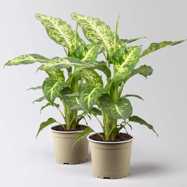 Dieffenbachie 'Mars', Topf-Ø 17cm, Höhe ca. 50-60 cm, 2 Pflanzen