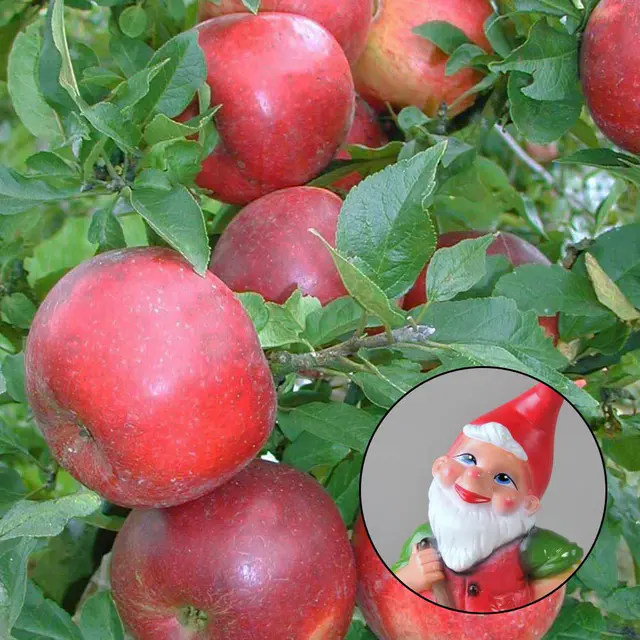Kölle Bio Zwergapfel 'PidiⓈ' im Topf 7,5 Liter