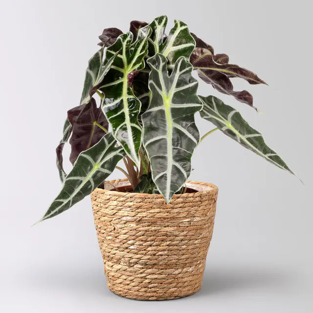 Alocasia 'Polly', in Korb Osaka, Topf-Ø 17 cm, Höhe ca. 45 cm