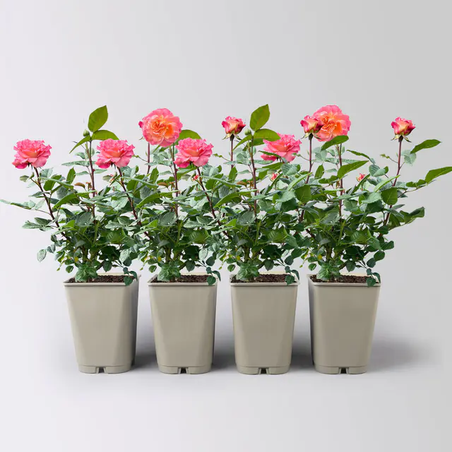 Edelrose 'Augusta Luise®', rose - aprikot, Topf 5 Liter, 4er Set