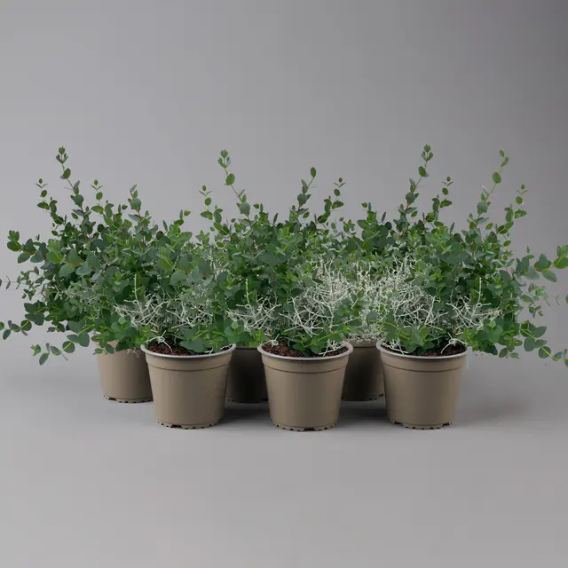 Silberdraht & Eukalyptus, Topf-Ø 13 cm, 6 Pflanzen