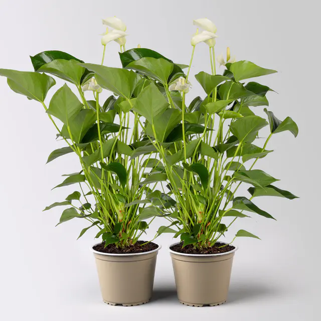 Flamingoblume 'White Champion', weiß,  Topf-Ø 14 cm, Höhe ca. 50 cm, 2 Pflanzen