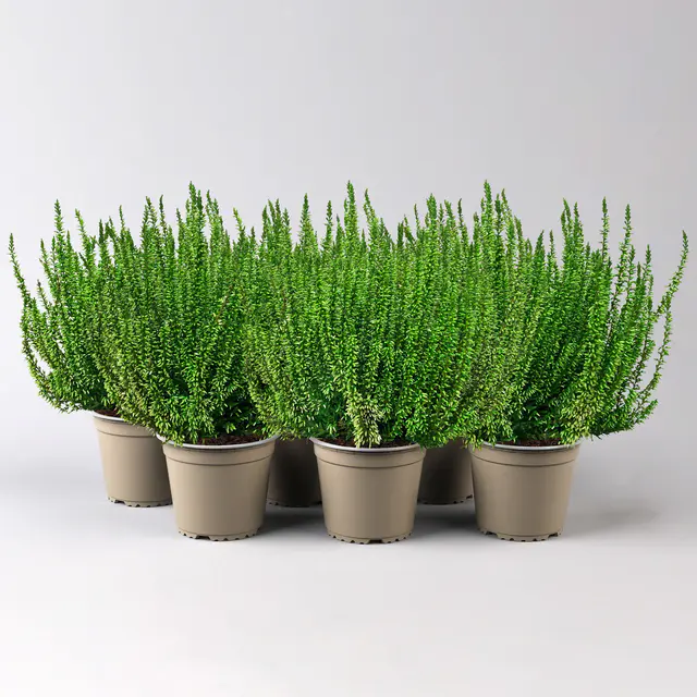 Knospenheide 'Picasso', grün gefärbt, Topf-Ø 12 cm, 6 Pflanzen