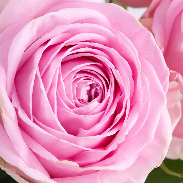 10 Rosa Rosen (50cm) — Bild 2