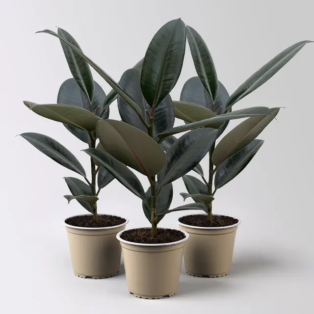 Gummibaum, Ficus 'Abidjan', Topf-Ø 12 cm, 3 Pflanzen