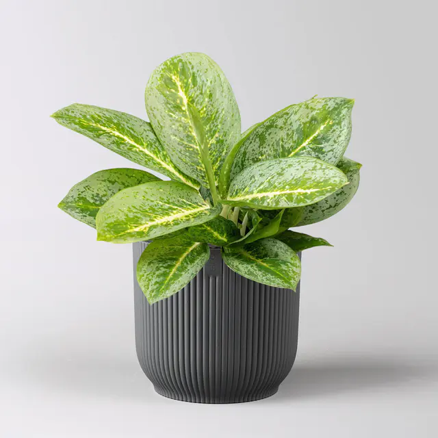 Aglaonema 'Lemon Mint', grün-gelb, Topf-Ø 12 cm, inkl. Übertopf Vibes anthrazit
