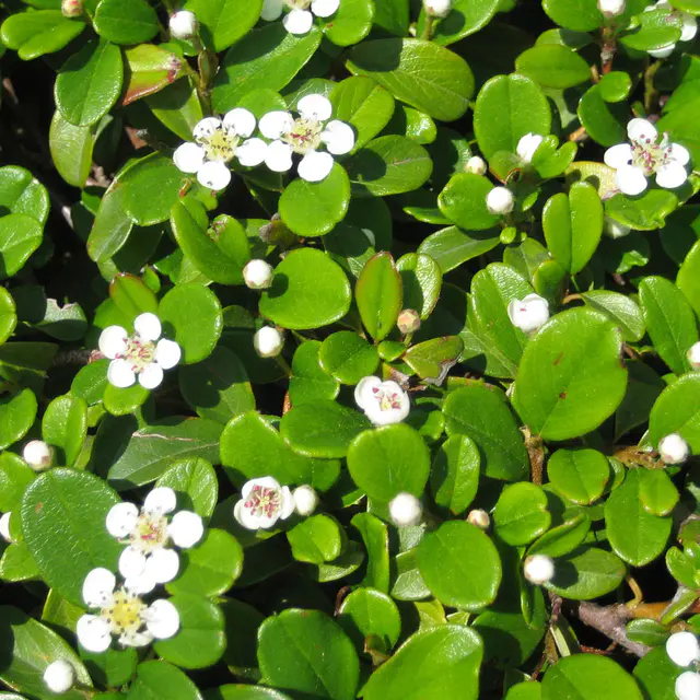 Cotoneaster dammeri 'Frieders Evergreen', Topf-Ø 9 cm, 12er-Set
