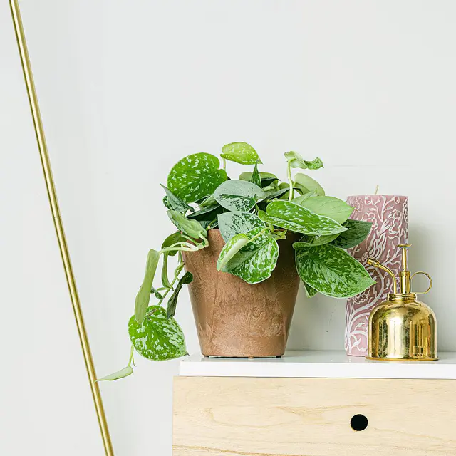 Silber Pothos