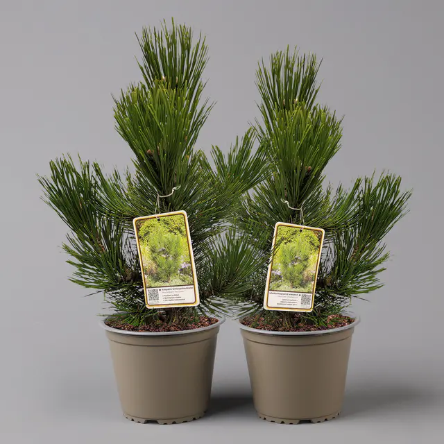 Kompakte Schlangenhaut-Kiefer 'Den Ouden', Höhe 30-40 cm, Topf 4 Liter, 2er-Set