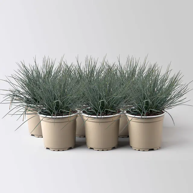 Blauschwingel 'Compact Blue', Topf-Ø 10,5 cm, 6 Pflanzen
