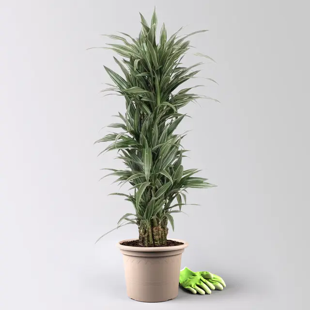 Drachenbaum 'Warneckii', grün-weiß, Topf-Ø 30 cm, Höhe ca. 150 cm