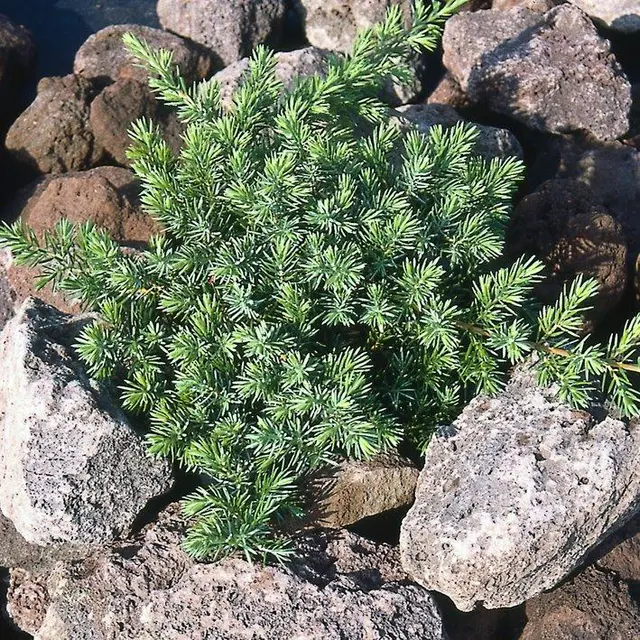 Kriechwacholder 'Schlager', Höhe 20-30 cm, Topf 2 Liter, 10 Pflanzen