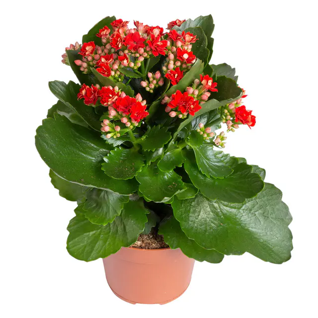 Kalanchoe 'Calandiva'®, rot, Topf-Ø 12 cm, Höhe ca. 27,5 cm, 6 Pflanzen