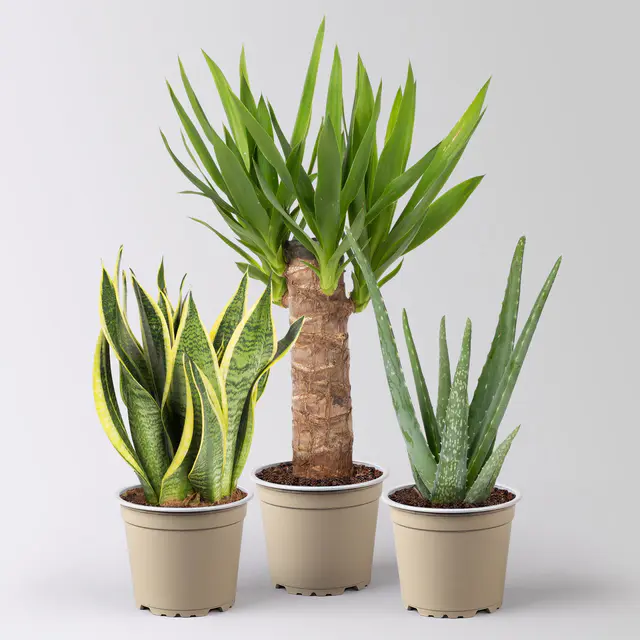 Grünpflanzen-Set Guter Schlaf trockentolerant, Topf-Ø 12 cm, 3 Pflanzen