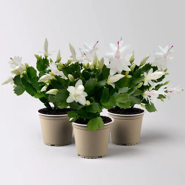 Weihnachtskaktus, weiß, Topf-Ø 12 cm, 3 Pflanzen
