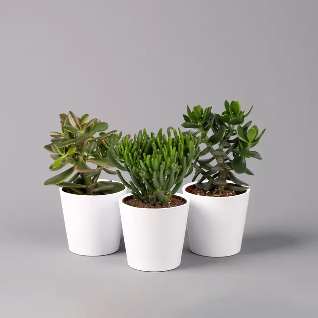 Geldbaum Mix, verschiedene Formen, Topf-Ø 12cm, in Keramiktopf weiß, 3 Pflanzen