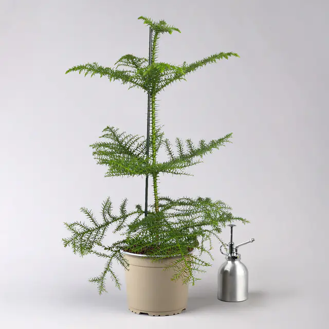 Zimmertanne, Topf-Ø 17 cm, Höhe ca. 60 cm