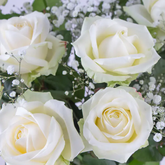 Weiße Rosen mit Schleierkraut - Premium-Rosen — Bild 2