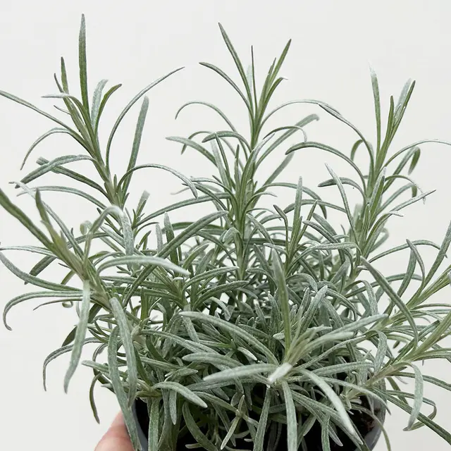 Bio Currykraut, Topf-Ø 12cm