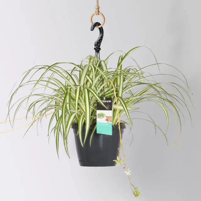 Grünlilie 'Variegatum', Ampeltopf-Ø 17 cm, Höhe ca. 35 cm