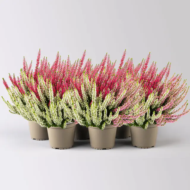 Knospenheide 'Beauty Ladies®Ametie', Trio, bunt, Topf-Ø 13 cm, 6 Pflanzen