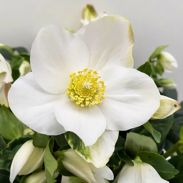 Christrose 'Wintersun' weiß, Topf-Ø 19 cm