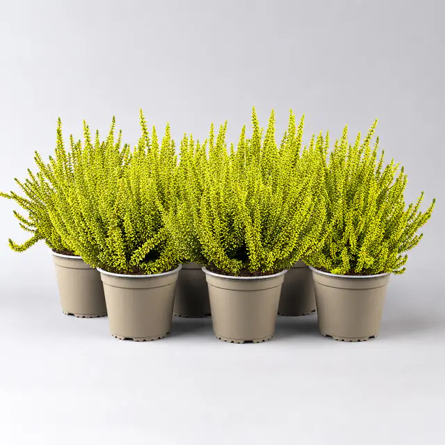 Knospenheide 'Picasso', gelb gefärbt, Topf-Ø 12 cm, 6 Pflanzen