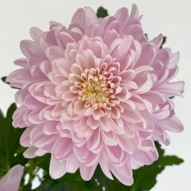Chrysantheme 'Chrysanne® Zembla Next Pink', rosa, Topf-Ø 13 cm, 3 Pflanzen