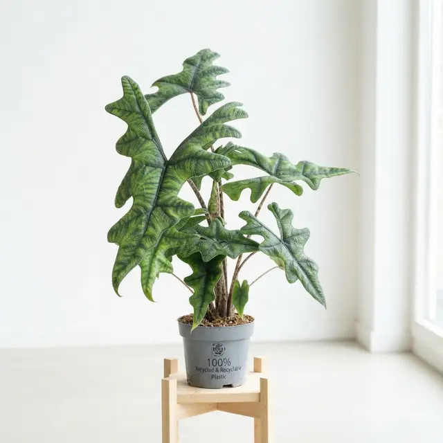 Alocasia Hybrid Jacklyn