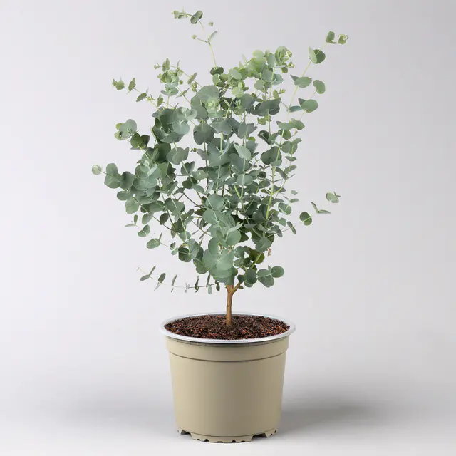 Eucalyptus gunnii 'Azura®', Topf-Ø 15 cm