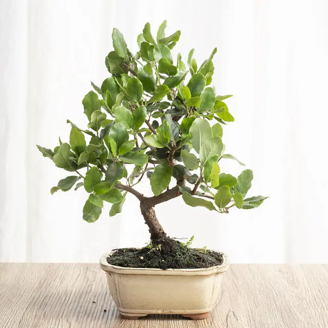 Bonsai Quercus 7 Jahre alt CP12