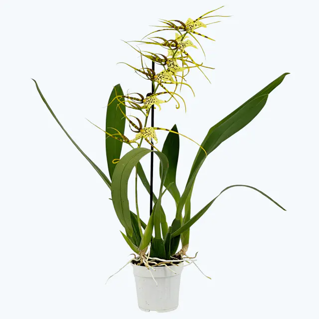Spinnenorchidee Brassia Fabian mit 2+ Rispen