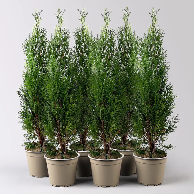 Thuja occidentalis 'Smaragd', Topf-Ø 13 cm, 6 Pflanzen