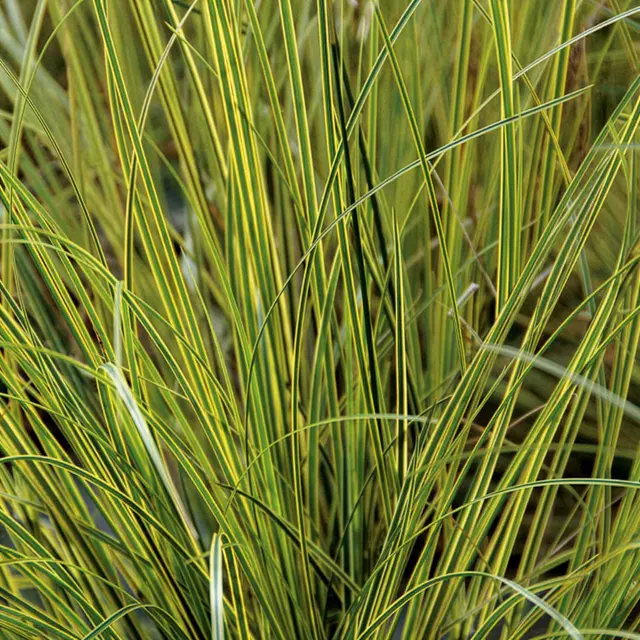 Bio Segge, grün-gelb, Topf-Ø 12 cm