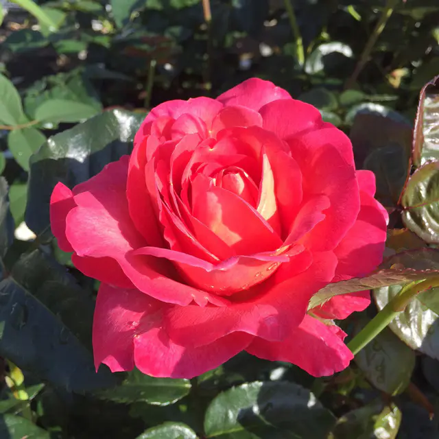 Duftende Strauchrose 'Noacks Classico'®, pink, Topf 5 Liter