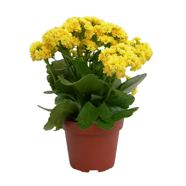 Kalanchoe 'Calandiva'®,  gelb, Topf-Ø 12 cm, Höhe ca. 27,5 cm, 6 Pflanzen