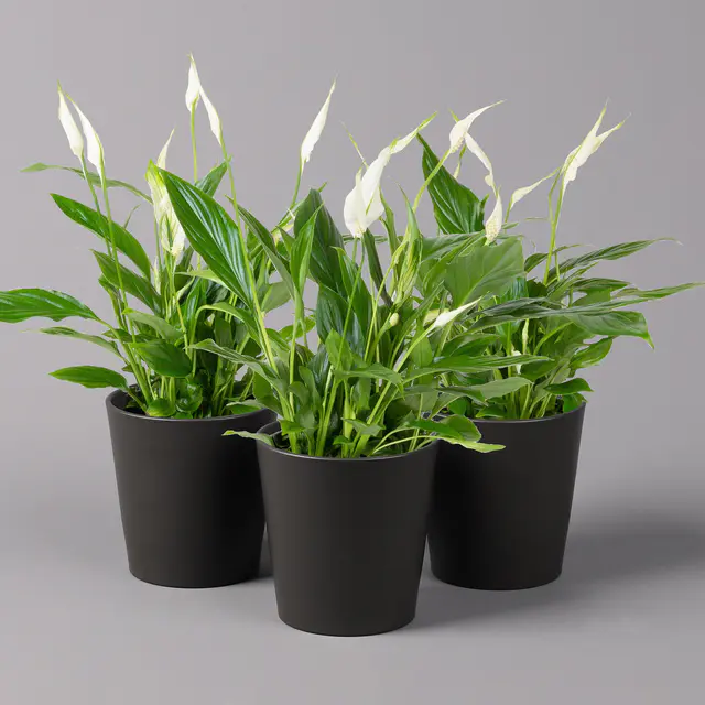 Einblatt 'Bellini', Topf-Ø 13 cm, mit Topf Dallas anthrazit, 3 Pflanzen