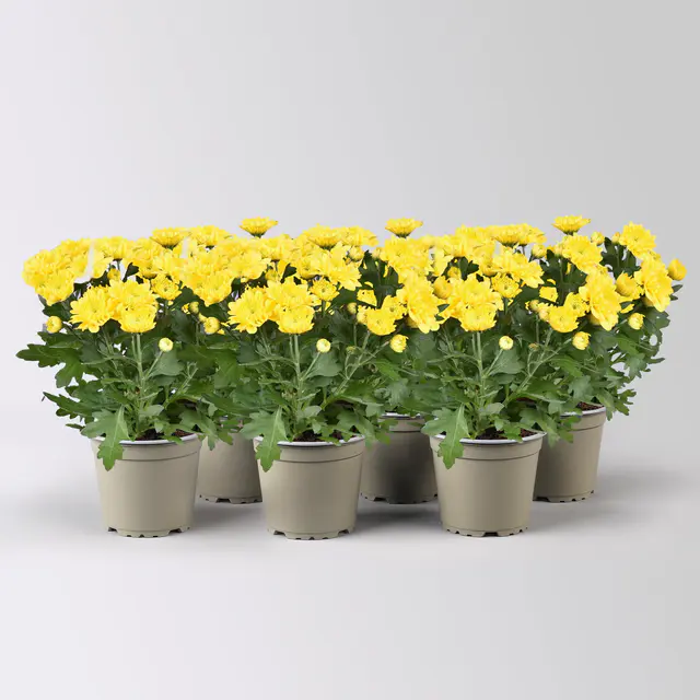 Chrysantheme 'Double', gelb, gefüllt, Topf-Ø 12cm, 6 Pflanzen