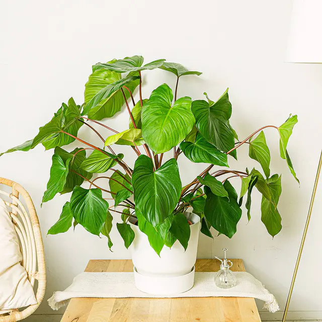 Homalomena rubescens 'Maggy'