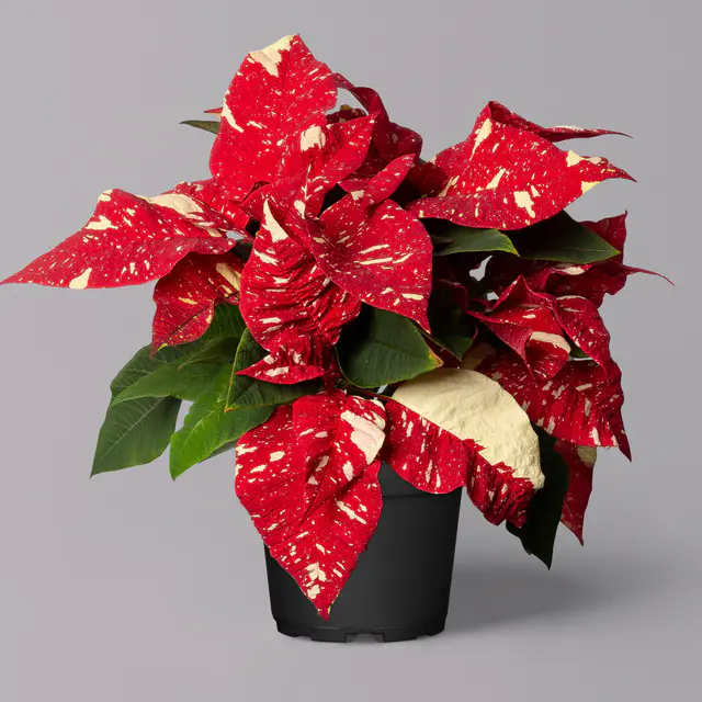 Weihnachtsstern, rot, weiß gesprenkelt, Topf 10,5 cm Ø, 6 Pflanzen