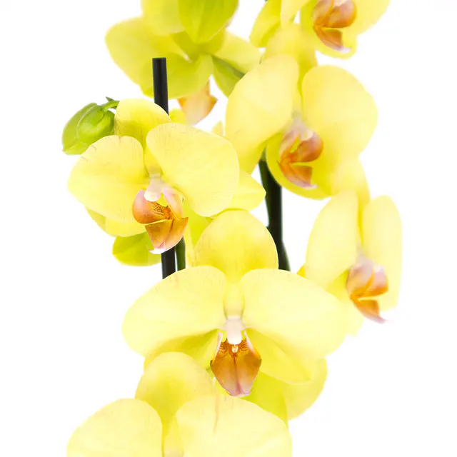 Gelbe Orchidee (zwei Rispen) + gratis Topf — Bild 2