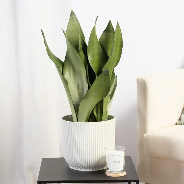 Sansevieria Mondschein