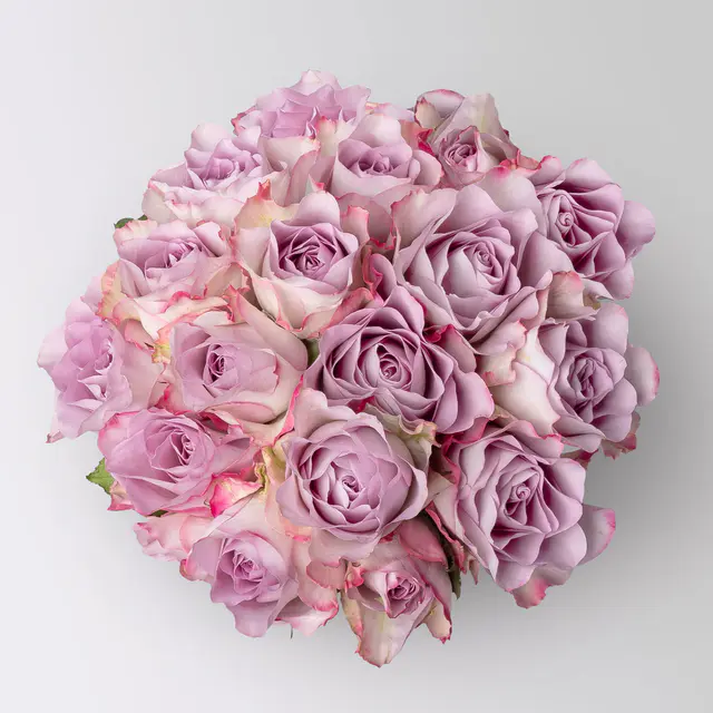 17 lila Rosen 'Memory Lane'