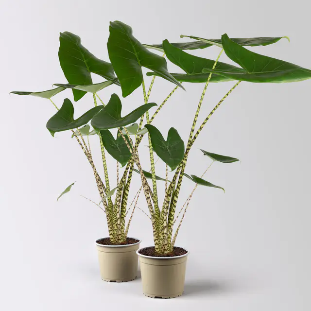 Alocasia zebrina, Topf-Ø 17 cm, Höhe ca. 60 cm, 2 Pflanzen