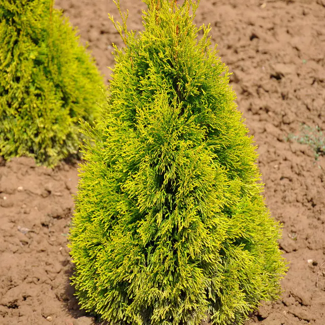 Heckenkonifere Thuja occ. "Golden Smaragd"®, 60er-Set, Höhe 40-60 cm, Topf 3 l