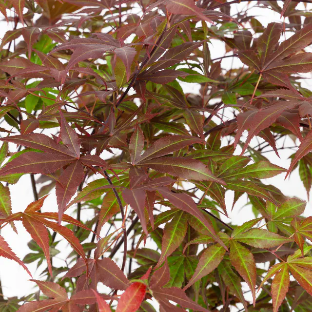 Japanischer Fächerahorn 'Atropurpureum', Höhe 40 - 60 cm, Topf-Ø 19 cm