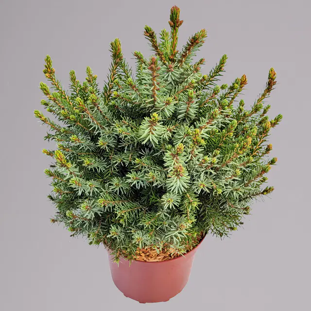 Serbische Zwerg-Fichte 'Nana', Höhe 25-30 cm, Topf 4 Liter, 2 Pflanzen