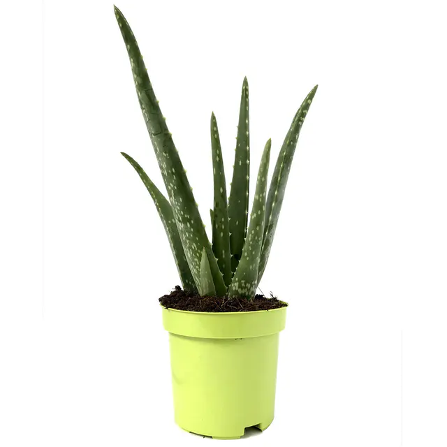 Aloe vera, Topf-Ø 10,5 cm, Höhe ca. 25 cm, 3er-Set