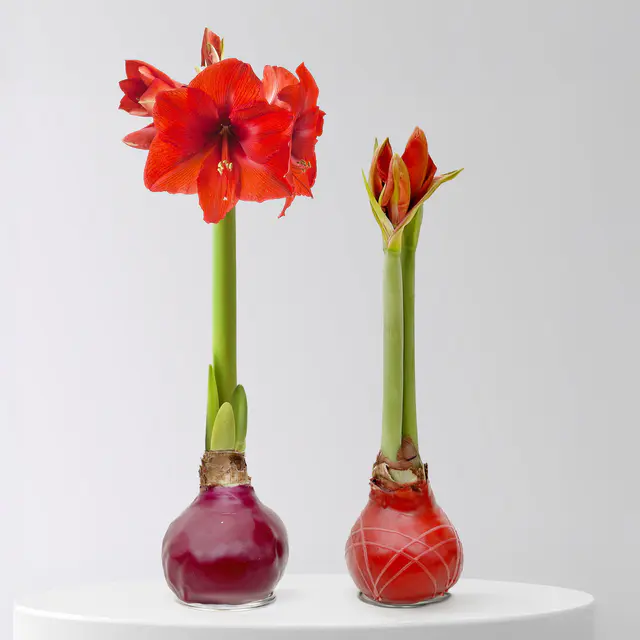 Amaryllis in Wachs, Dekor 'Herbst Mix', Farbe zufällig, Blüte rot, 2 Pflanzen